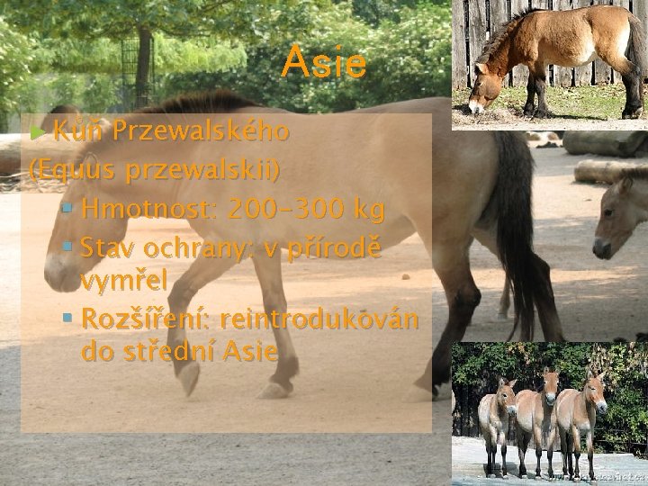 Asie ► Kůň Przewalského (Equus przewalskii) § Hmotnost: 200 -300 kg § Stav ochrany: