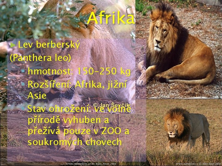 Afrika ► Lev berberský (Panthera leo) § hmotnost: 150 -250 kg § Rozšíření: Afrika,