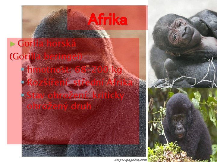 Afrika ► Gorila horská (Gorilla beringei) § hmotnost: 68 -200 kg § Rozšíření: střední