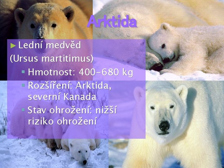 Arktida ► Lední medvěd (Ursus martitimus) § Hmotnost: 400 -680 kg § Rozšíření: Arktida,