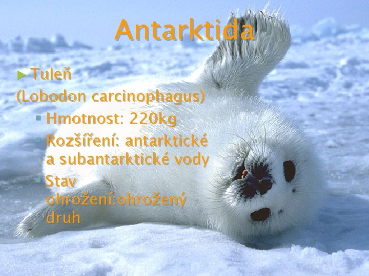 Antarktida ► Tuleň (Lobodon carcinophagus) § Hmotnost: 220 kg § Rozšíření: antarktické a subantarktické