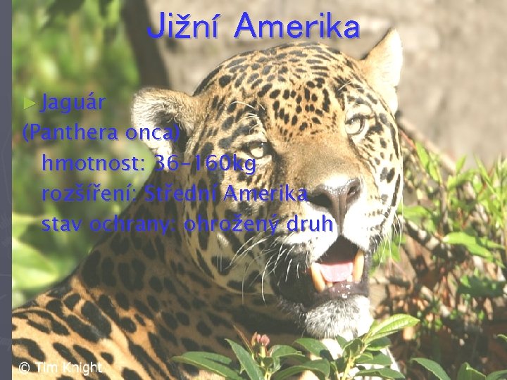 Jižní Amerika ► Jaguár (Panthera onca) hmotnost: 36 -160 kg rozšíření: Střední Amerika stav