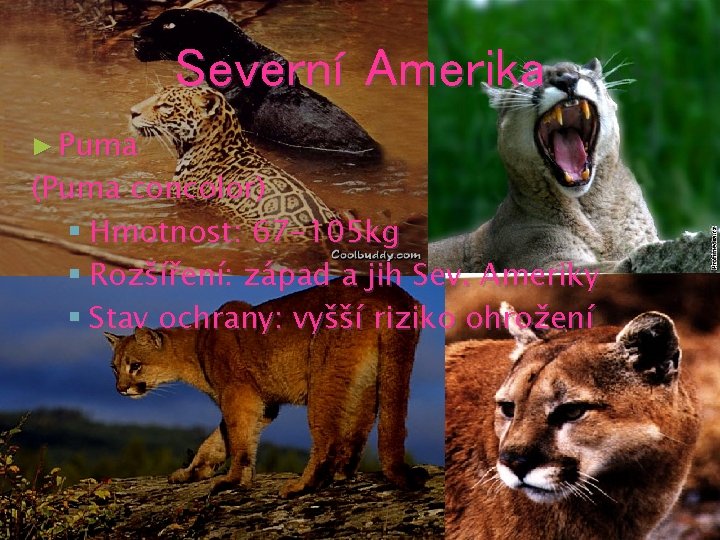 Severní Amerika ► Puma (Puma concolor) § Hmotnost: 67 -105 kg § Rozšíření: západ