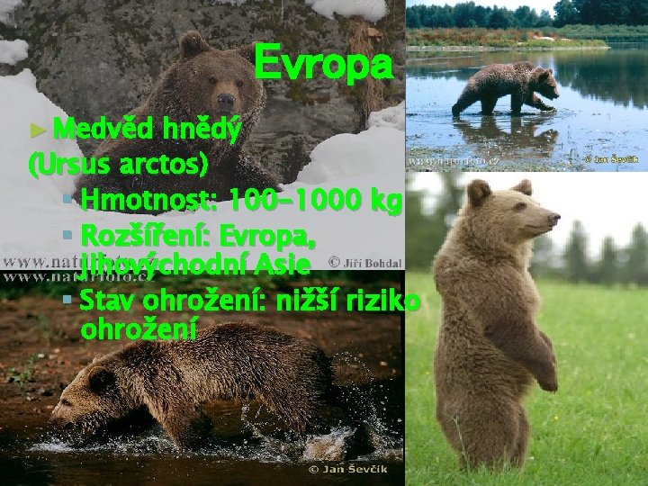 Evropa ► Medvěd hnědý (Ursus arctos) § Hmotnost: 100 -1000 kg § Rozšíření: Evropa,
