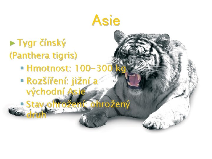 Asie ► Tygr čínský (Panthera tigris) § Hmotnost: 100 -300 kg § Rozšíření: jižní