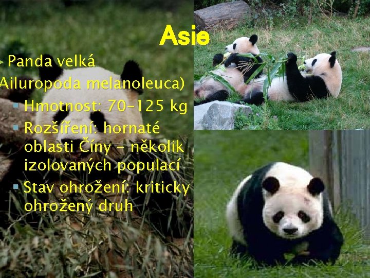 ► Panda Asie velká Ailuropoda melanoleuca) § Hmotnost: 70 -125 kg § Rozšíření: hornaté
