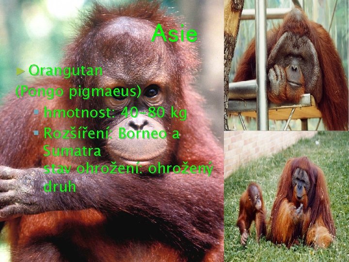 Asie ► Orangutan (Pongo pigmaeus) § hmotnost: 40 -80 kg § Rozšíření: Borneo a