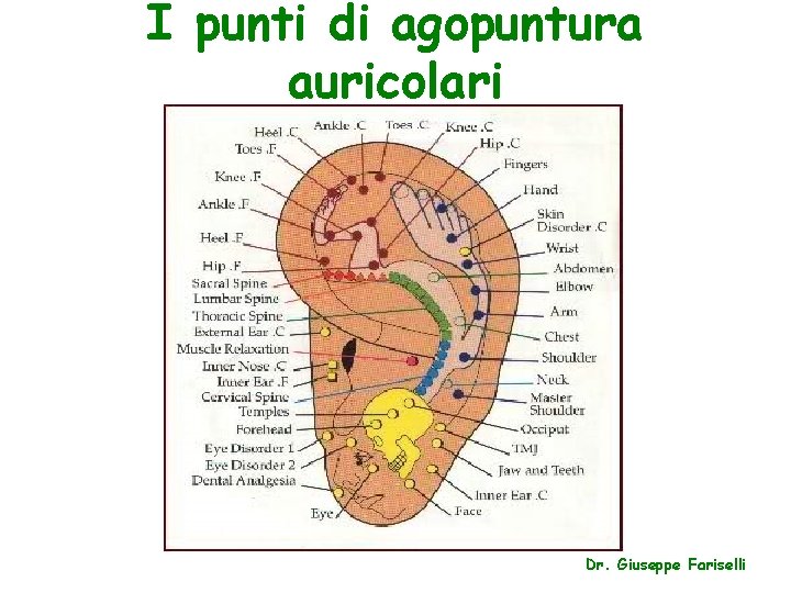 I punti di agopuntura auricolari Dr. Giuseppe Fariselli 