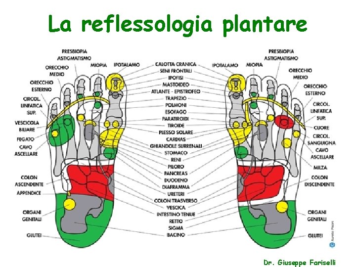 La reflessologia plantare Dr. Giuseppe Fariselli 