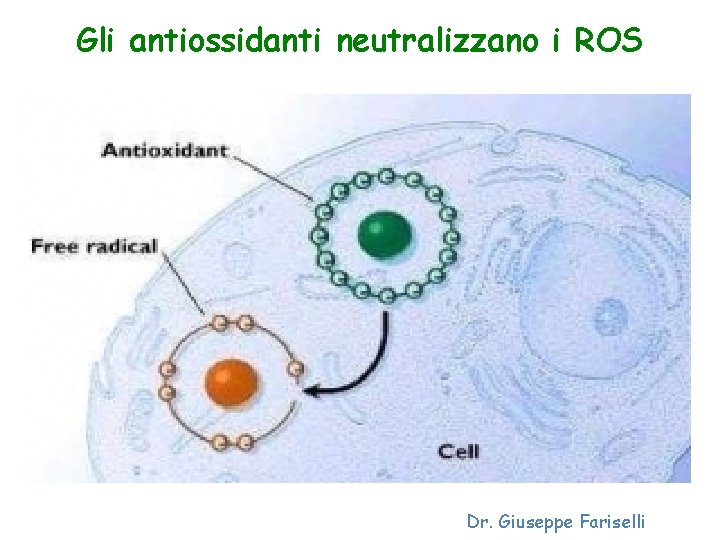 Gli antiossidanti neutralizzano i ROS Dr. Giuseppe Fariselli 