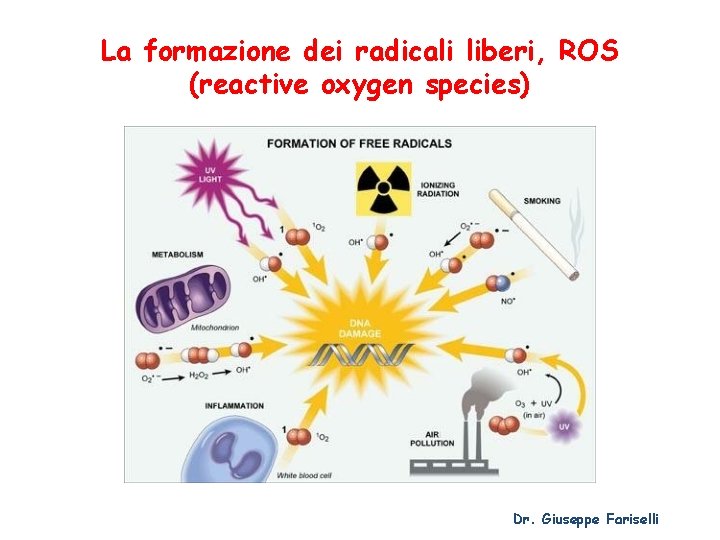 La formazione dei radicali liberi, ROS (reactive oxygen species) Dr. Giuseppe Fariselli 