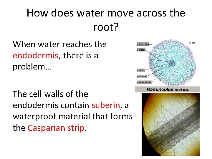 How does water move across the root? When water reaches the endodermis, there is