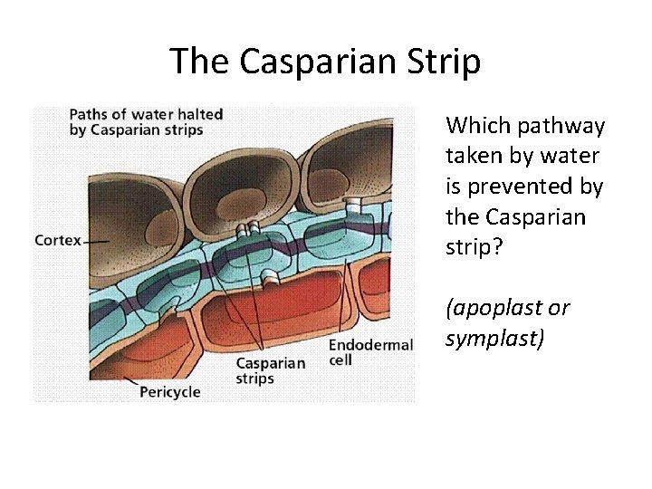 The Casparian Strip Which pathway taken by water is prevented by the Casparian strip?