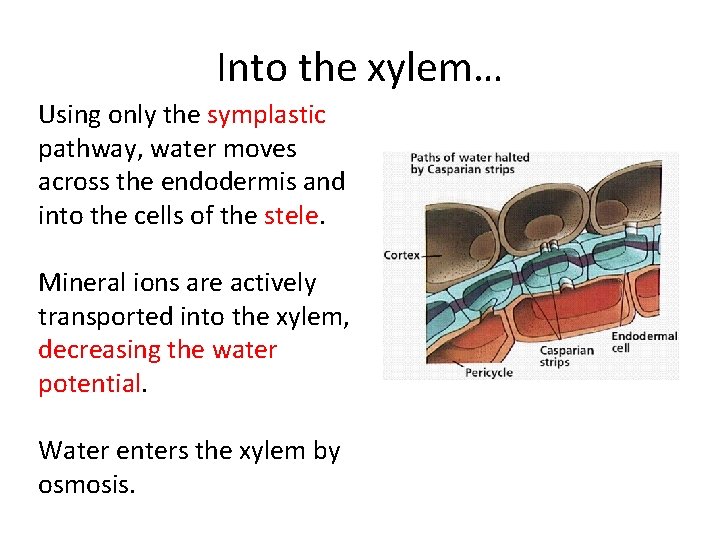 Into the xylem… Using only the symplastic pathway, water moves across the endodermis and