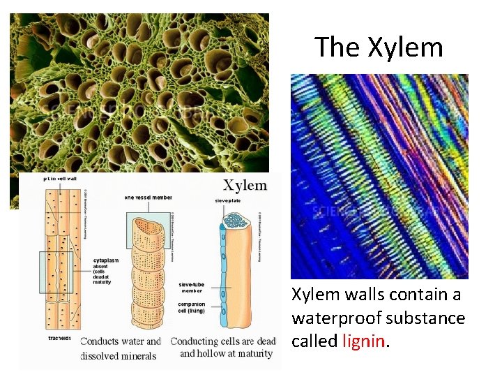 The Xylem walls contain a waterproof substance called lignin. 