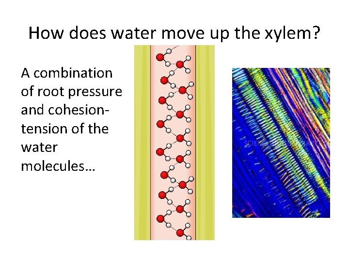 How does water move up the xylem? A combination of root pressure and cohesiontension