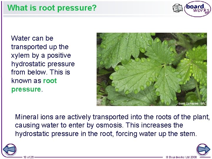 What is root pressure? Water can be transported up the xylem by a positive