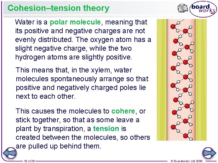 Cohesion–tension theory Water is a polar molecule, meaning that its positive and negative charges