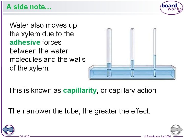 A side note… Water also moves up the xylem due to the adhesive forces