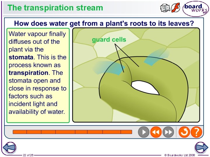 The transpiration stream 22 of 26 © Boardworks Ltd 2008 