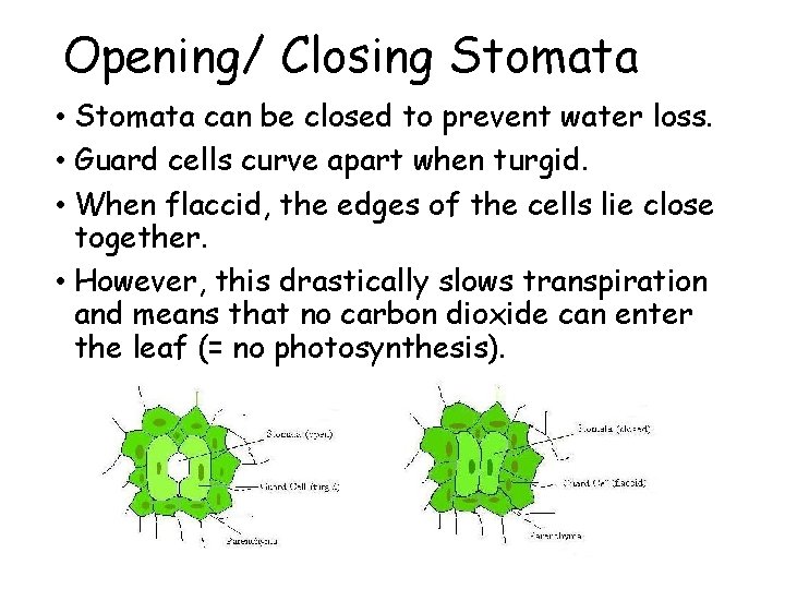 Opening/ Closing Stomata • Stomata can be closed to prevent water loss. • Guard