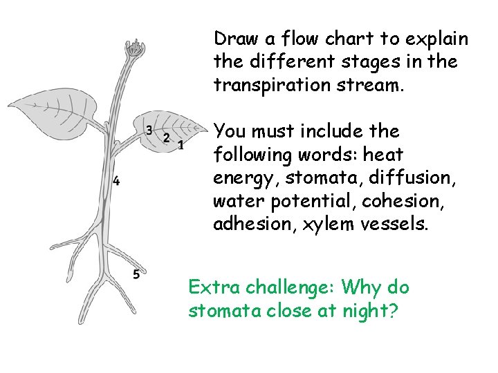 Draw a flow chart to explain the different stages in the transpiration stream. You