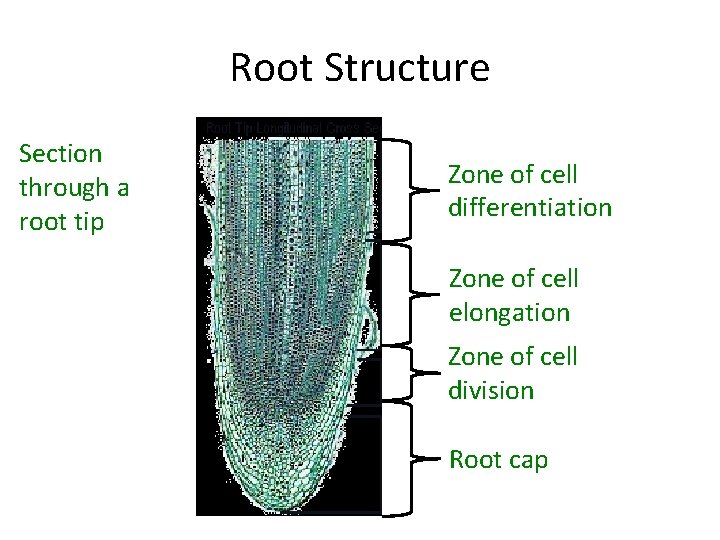 Root Structure Section through a root tip Zone of cell differentiation Zone of cell