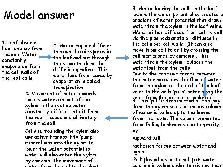 Model answer 1: Leaf absorbs heat energy from the sun. Water constantly evaporates from