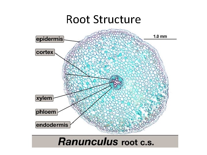 Root Structure 