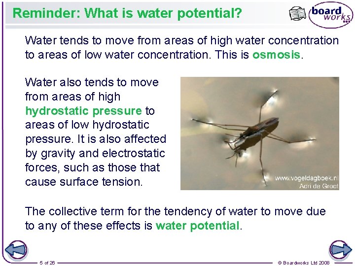 Reminder: What is water potential? Water tends to move from areas of high water