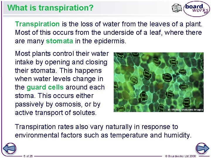 What is transpiration? Transpiration is the loss of water from the leaves of a