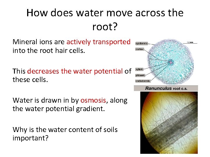 How does water move across the root? Mineral ions are actively transported into the