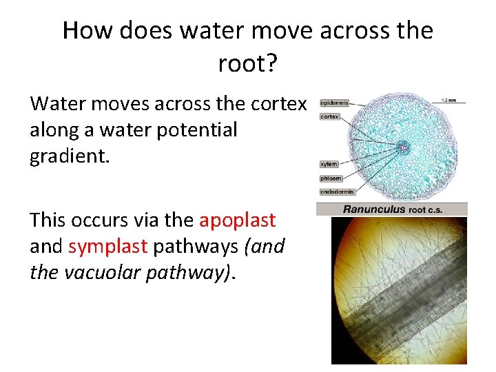 How does water move across the root? Water moves across the cortex along a