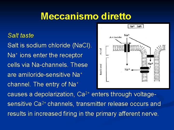 Meccanismo diretto Salt taste Salt is sodium chloride (Na. Cl). Na+ ions enter the