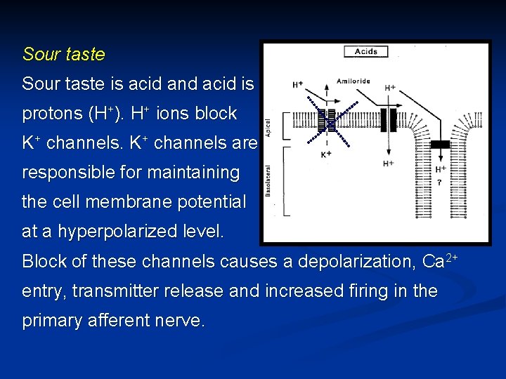 Sour taste is acid and acid is protons (H+). H+ ions block K+ channels