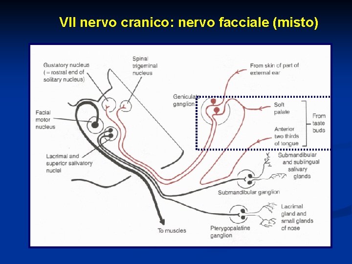 VII nervo cranico: nervo facciale (misto) 