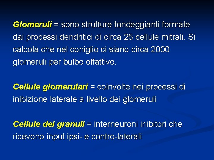 Glomeruli = sono strutture tondeggianti formate dai processi dendritici di circa 25 cellule mitrali.