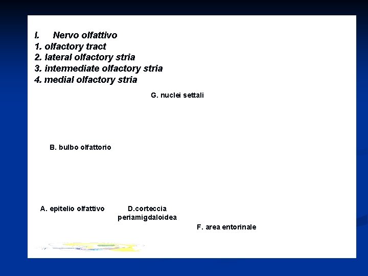 I. Nervo olfattivo 1. olfactory tract 2. lateral olfactory stria 3. intermediate olfactory stria