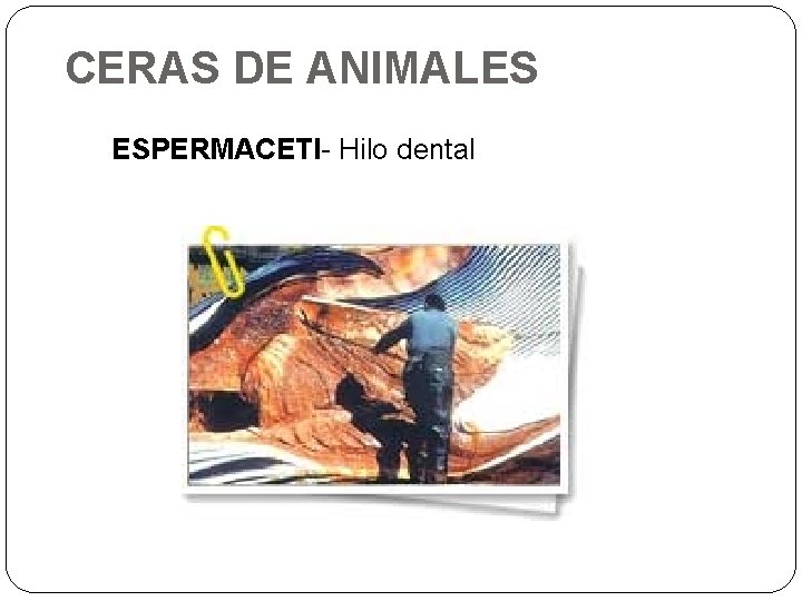 CERAS DE ANIMALES ESPERMACETI- Hilo dental 
