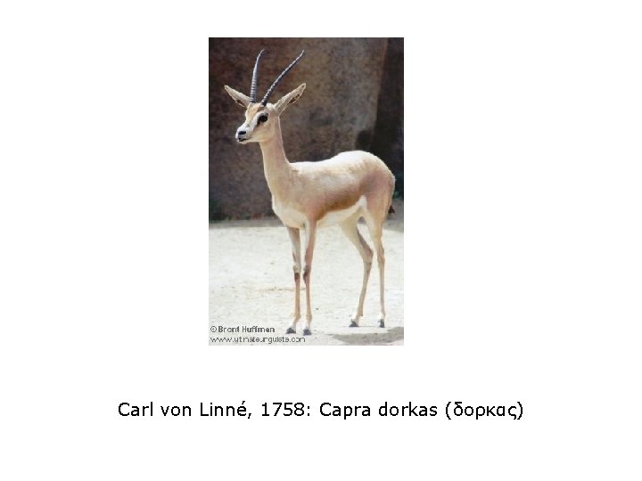 Carl von Linné, 1758: Capra dorkas (δορκας) 