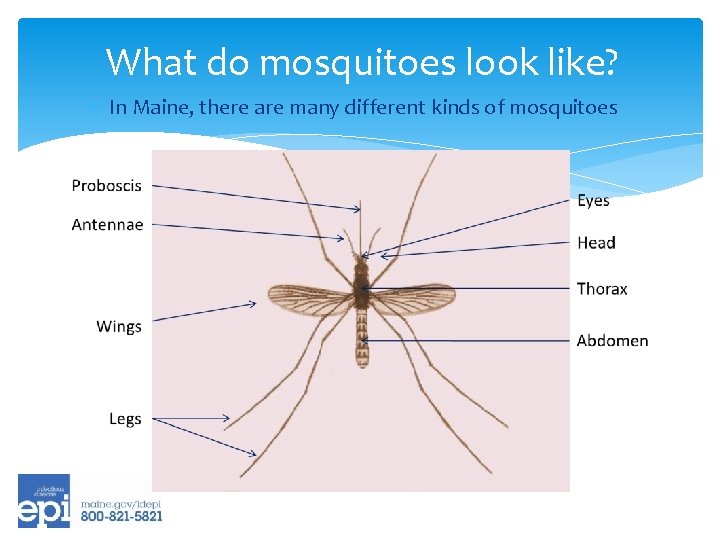 What do mosquitoes look like? In Maine, there are many different kinds of mosquitoes