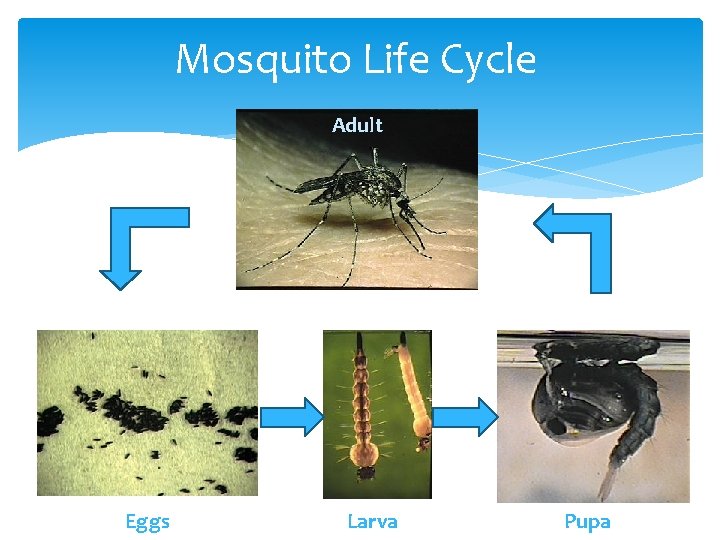 Mosquito Life Cycle Adult Eggs Larva Pupa 