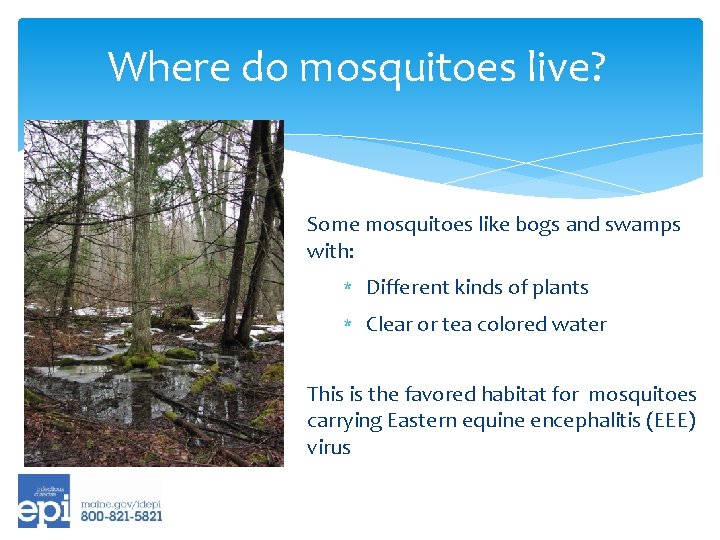 Where do mosquitoes live? Some mosquitoes like bogs and swamps with: * Different kinds