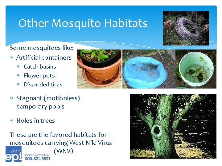 Other Mosquito Habitats Some mosquitoes like: Artificial containers Catch basins Flower pots Discarded tires