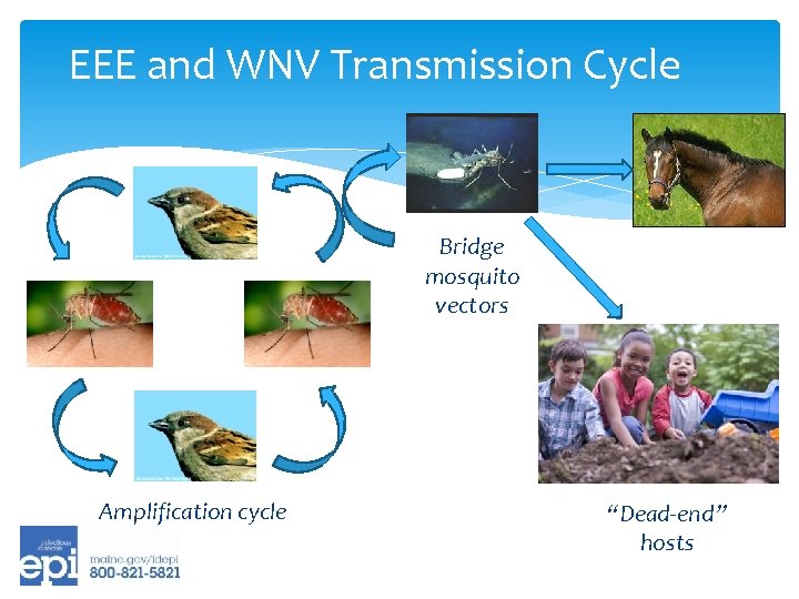 EEE and WNV Transmission Cycle Bridge mosquito vectors Amplification cycle “Dead-end” hosts 