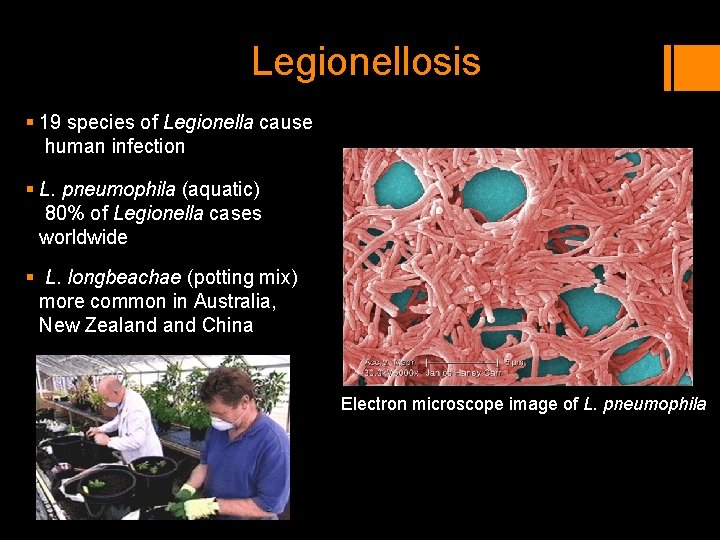 Legionellosis § 19 species of Legionella cause human infection § L. pneumophila (aquatic) 80% Legionellosis § 19 species of Legionella cause human infection § L. pneumophila (aquatic) 80%