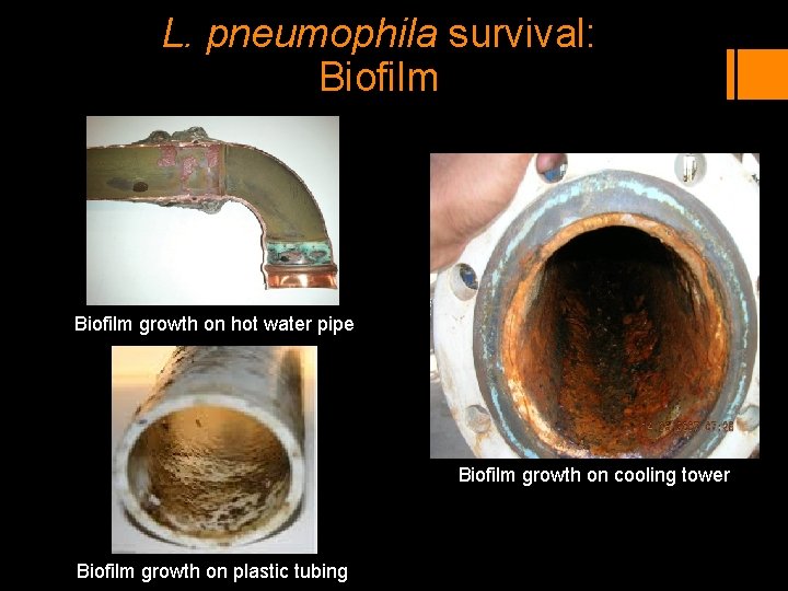 L. pneumophila survival: Biofilm growth on hot water pipe Biofilm growth on cooling tower L. pneumophila survival: Biofilm growth on hot water pipe Biofilm growth on cooling tower