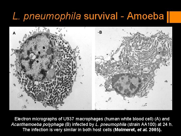 L. pneumophila survival - Amoeba Electron micrographs of U 937 macrophages (human white blood L. pneumophila survival - Amoeba Electron micrographs of U 937 macrophages (human white blood