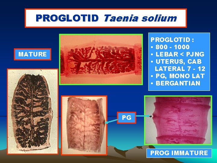 PROGLOTID Taenia solium PROGLOTID : • 800 - 1000 • LEBAR < PJNG •