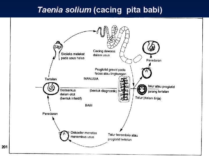 Taenia solium (cacing pita babi) 